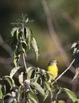 Nashville Warbler